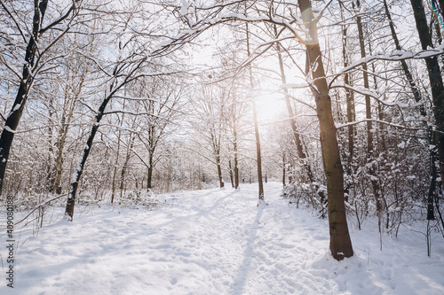 Winter landscape, frosty trees in snowy forest in the sunny light, sparkling hoarfrost on the branches of a winter forest on a frosty day © mdyn