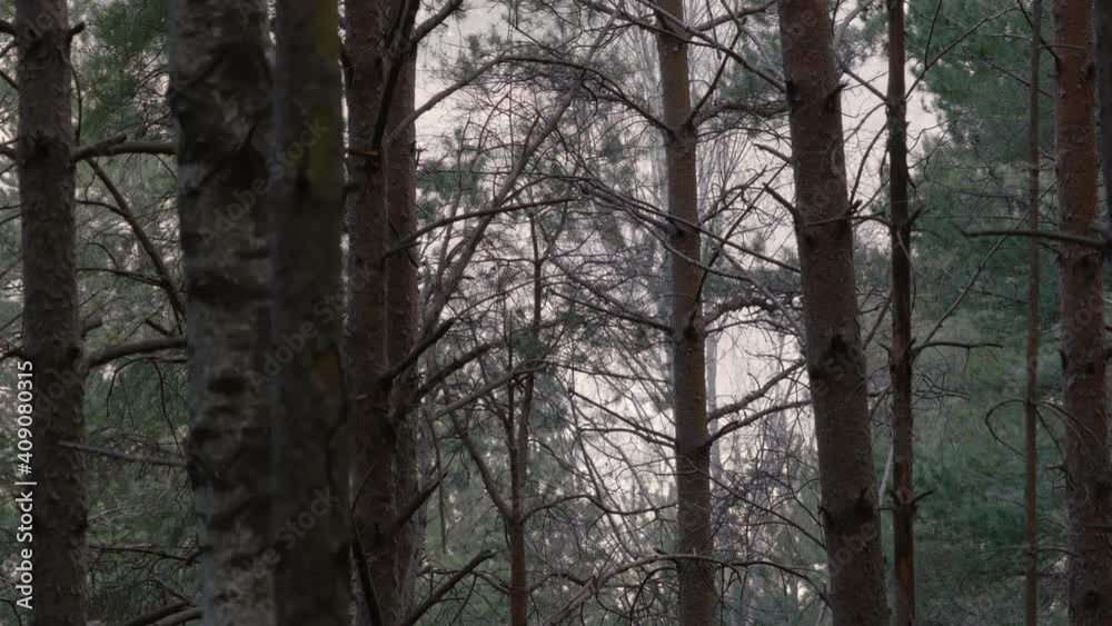 Static shot of mystical dark foggy autumn or winter forest with slowly moving trees. A fairy tale like forest with tall fir trees Static shot of mystical dark foggy autumn or winter forest with slowly moving trees. A fairy tale like forest with tall fir trees