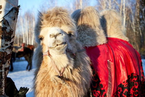 side view of a Bactrian or two-humped camel