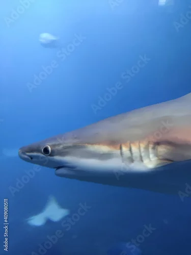 Obraz shark in the sea