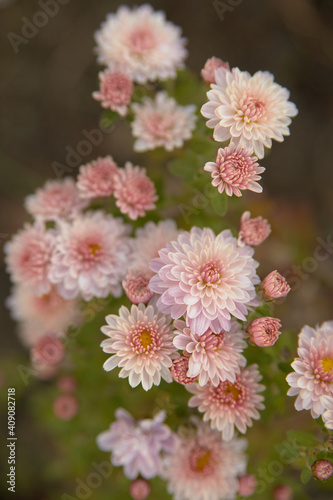 Pink chrysanthemums with a blurred part of the background
