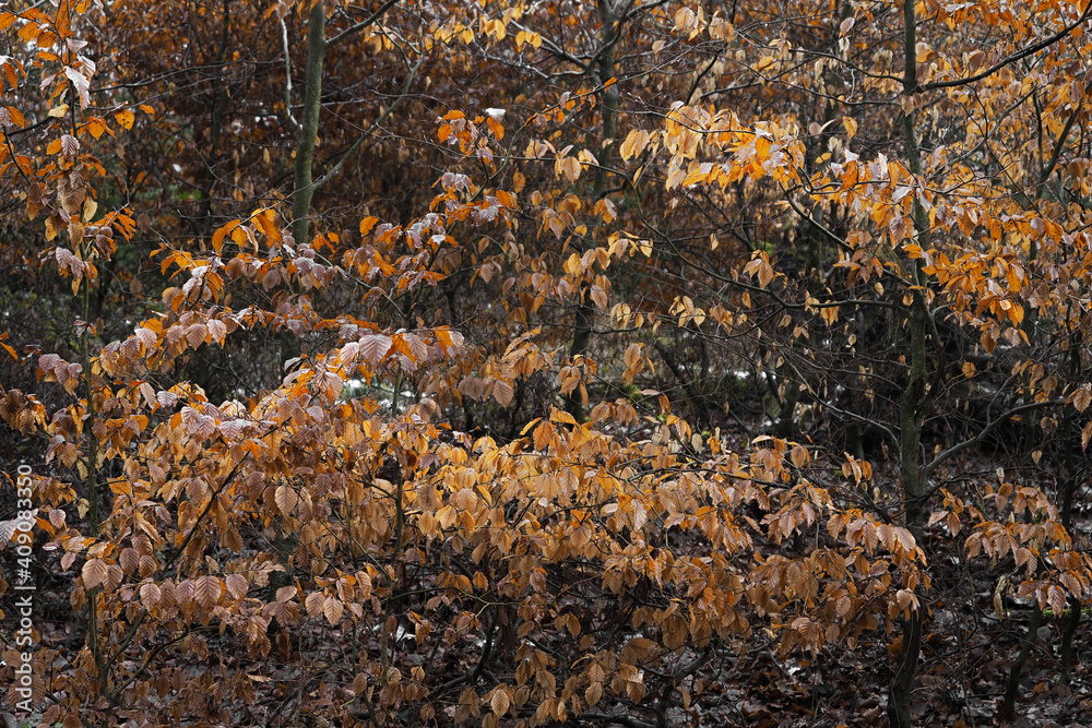 A beautiful picture of beech leaves in the winter A beautiful picture of beech leaves in the winter