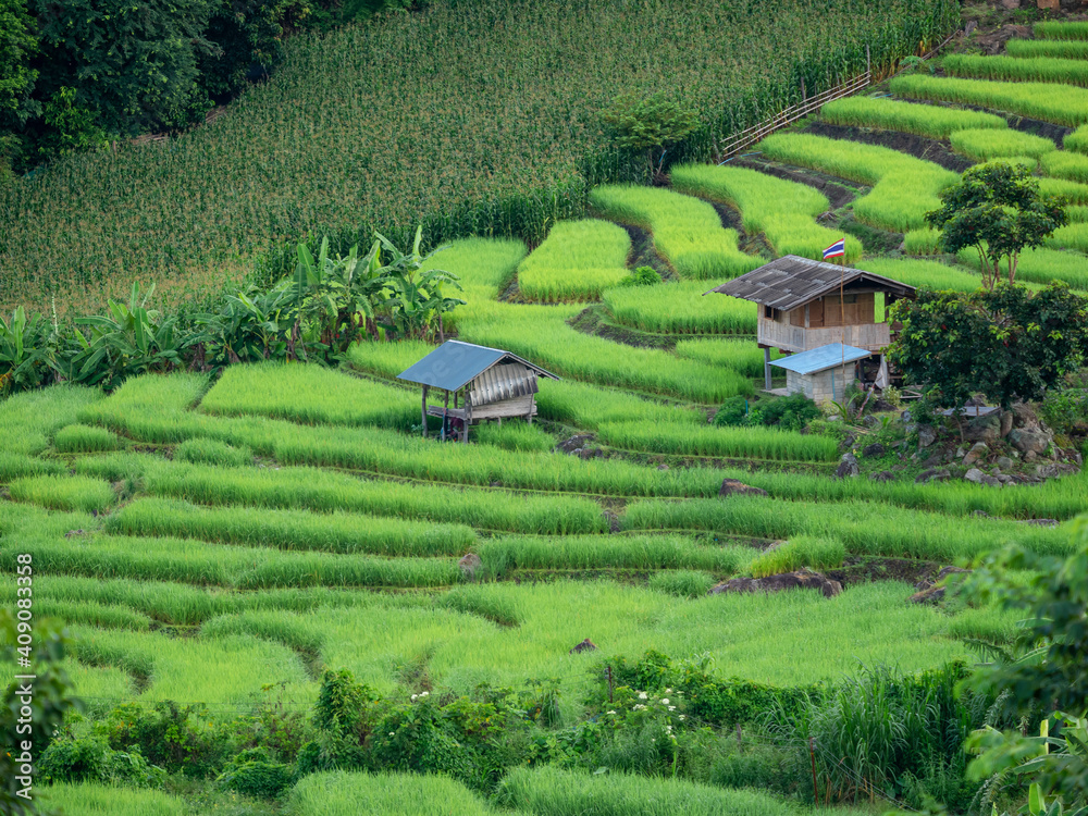fresh green rice field terrace at at pa bong piang village at Maechaem in Chiangmai, Thailand