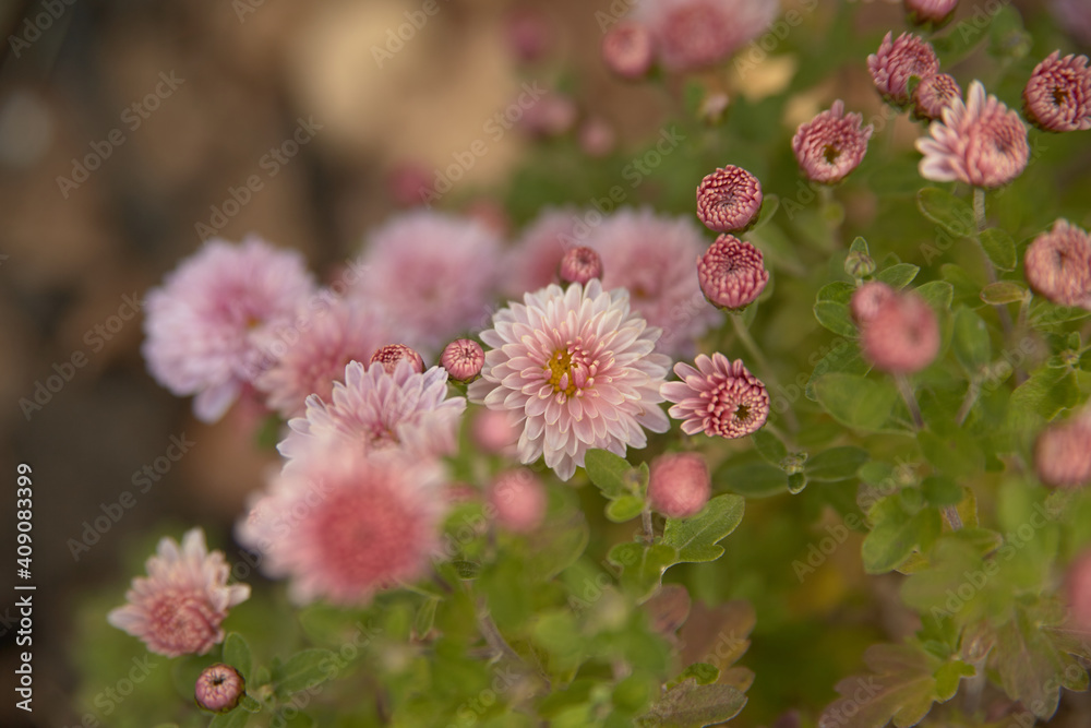 Pink chrysanthemums with a blurred part of the background Pink chrysanthemums with a blurred part of the background