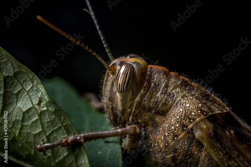 Egyptian locust Grasshopper on a leaf, extreme macro