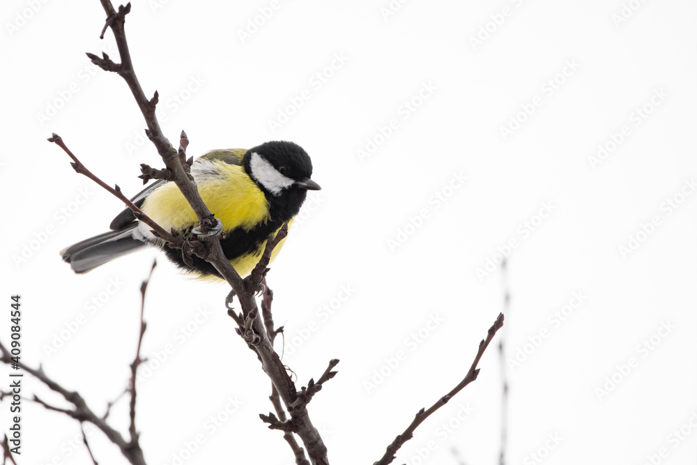 Naklejka premium Kolhlmeise auf einem Ast im Winter