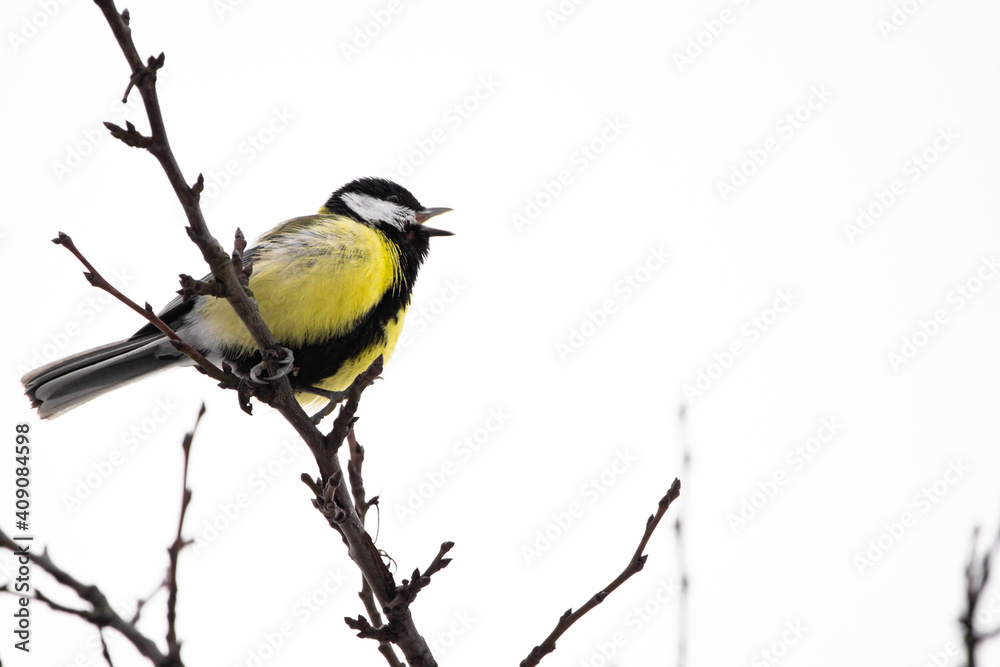 Fototapeta premium Kohlmeise singt auf einem Zweig