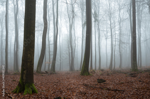 A beautiful picture of trees in the mist