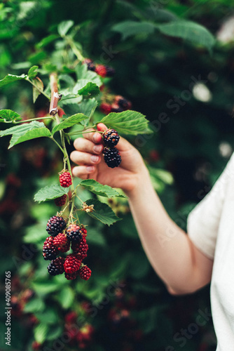 woman harvesting blackberries from plants at farm