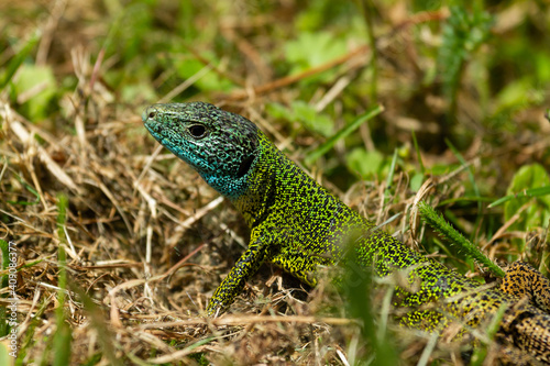 Iberian emerald lizard, Lacerta schreiberi, lizard on greenish vegetation,
