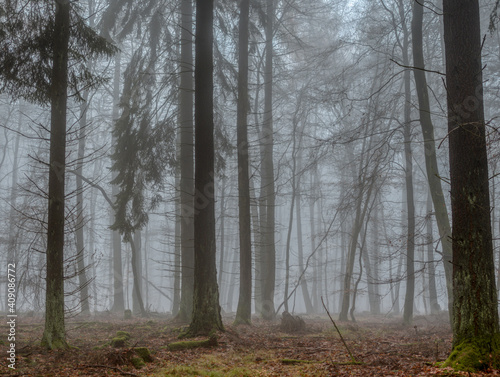 A beautiful picture of trees in the mist