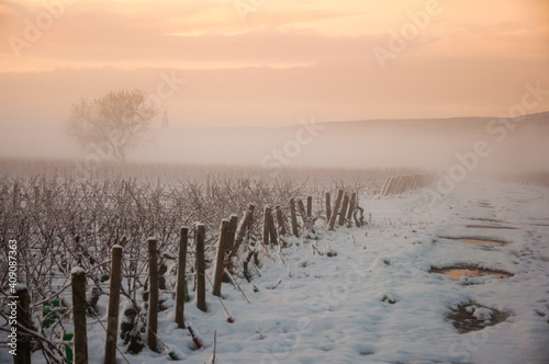 morning fog in the vineyard of Marsannay-la-Cote, Burgundy, France