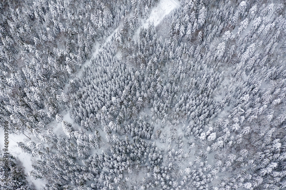 Trees tree forest woods in winter snow cold season aerial photo view background