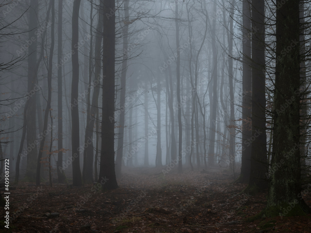 A beautiful picture of trees in the mist