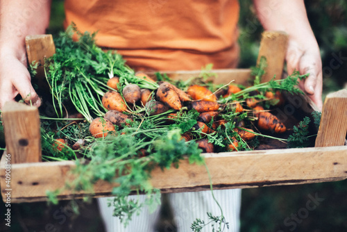 Woman harvesting carrots from backyard garden