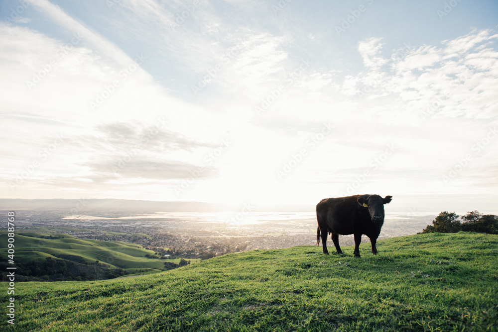 A cow at Mission Peak Preserve with San Francisco Bay in background A cow at Mission Peak Preserve with San Francisco Bay in background
