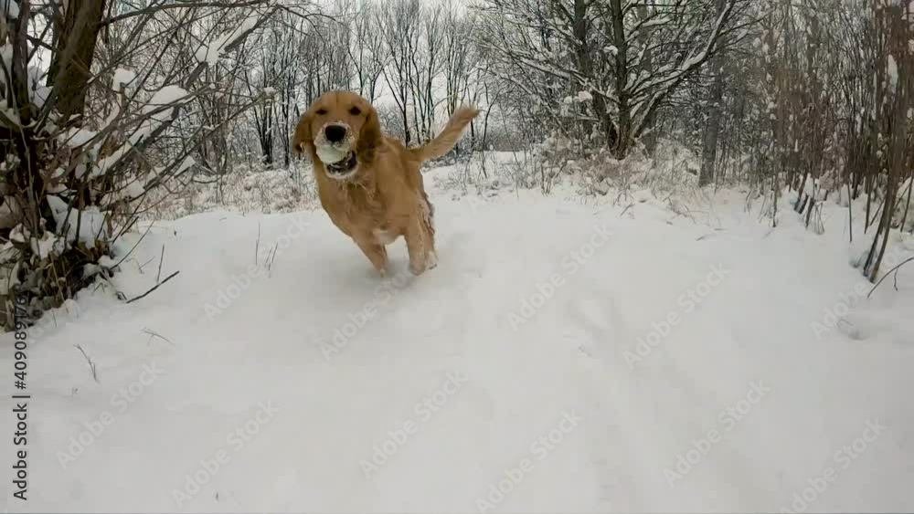 dog in snow