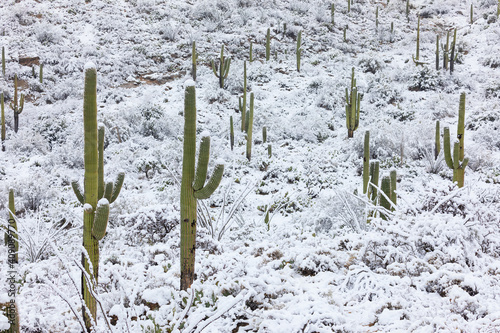 Snow covered Saguaro Cactus in the Arizona desert photo