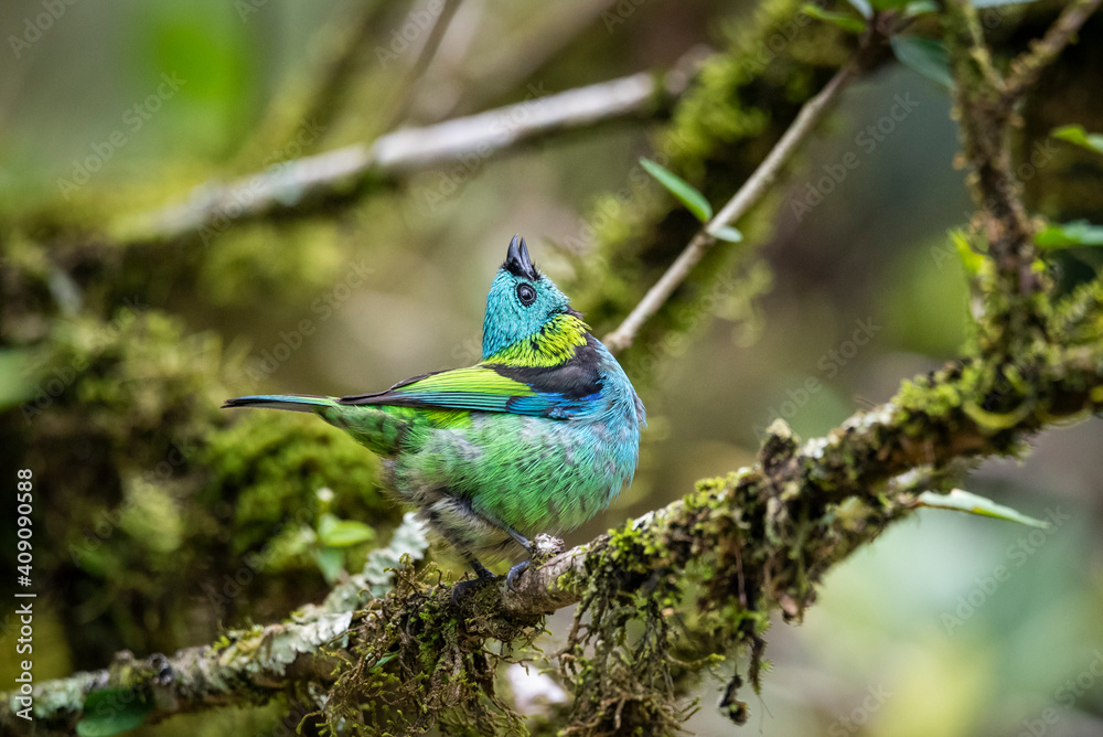 Beautiful colorful tropical bird on tree branch in green rainforest Beautiful colorful tropical bird on tree branch in green rainforest