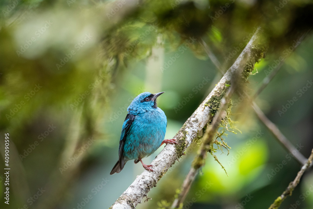 Beautiful blue and black tropical bird on green tree branch Beautiful blue and black tropical bird on green tree branch