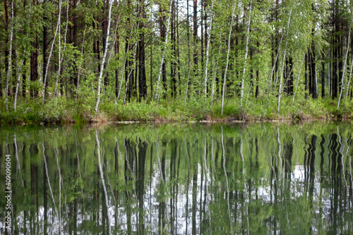 Trees grow on the shore of the lake. Forest is reflected in the water surface of the lake on a sunny summer day. Slender tree trunks in greenery in summer.