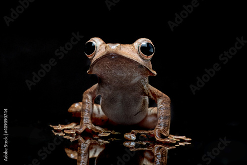 Borneo eared tree frog in isolated black background photo