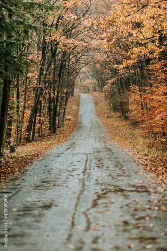 wet country road in fall covered leaves Allegheny National Forest PA photo