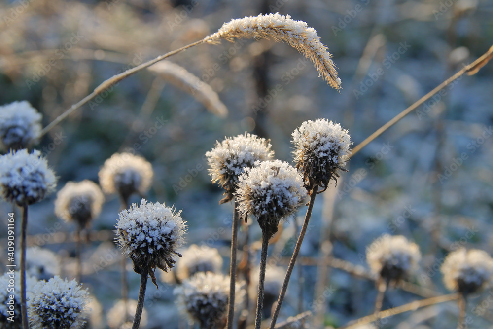 First snow on dry meadow plants.