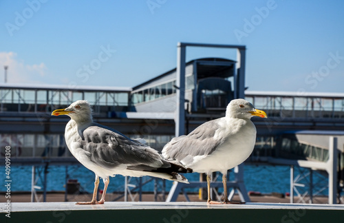 Two white seagulls standing in front of the sea port terminal of Tallinn in Estonia