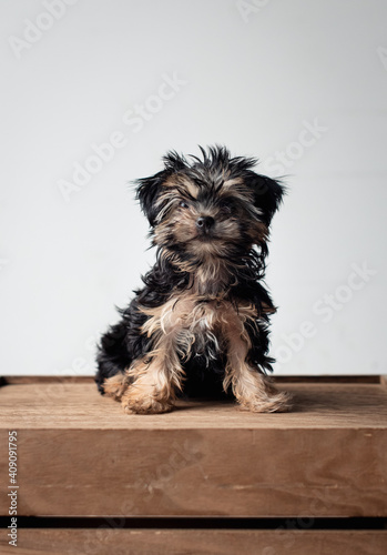 Portrait of a cute teacup morkie puppy sitting on wooden crate. photo