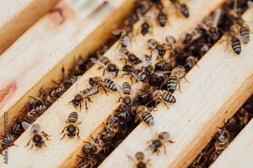 A lot of bees in a honeycomb