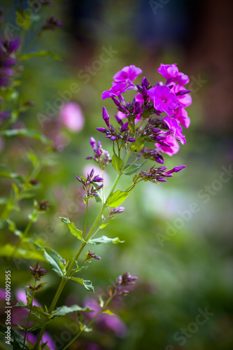 Garden purple phlox, vivid summer flowers 