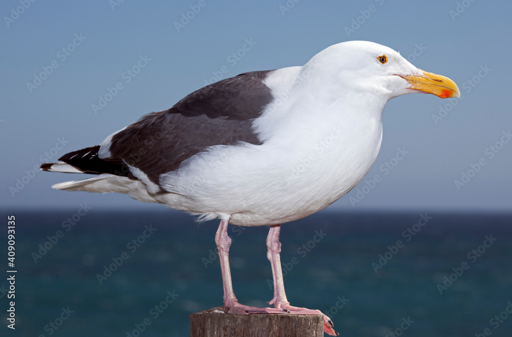 Western gull