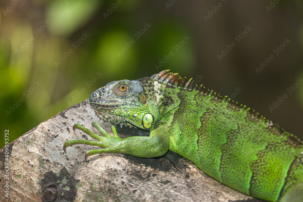Obraz premium iguana