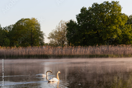 swan on the lake in the morning