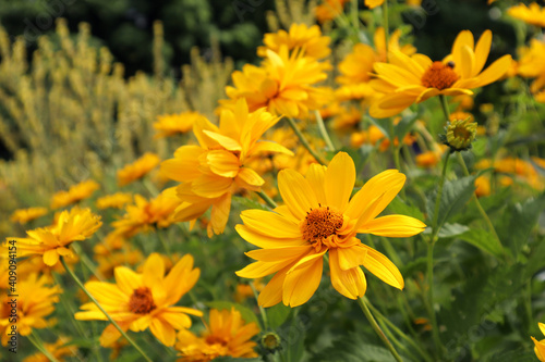 Yellow rudbeckia flowers on a sunny spring day in the park, side view