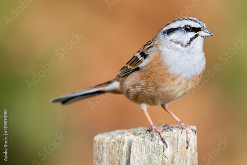 Rock bunting, Emberiza cia, perched on a stake against an out of focus ocher background. Spain photo
