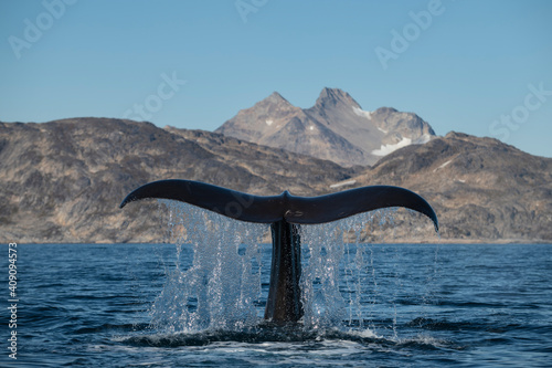 Sperm Whale (Physeter macrocephalus) tail and mountain landscape, East Greenland