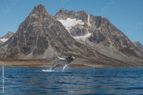 Jumping Humpback whale (Megaptera novaeangliae) and mountain landscape, East Greenland