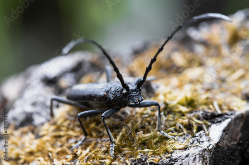 beetle on a tree