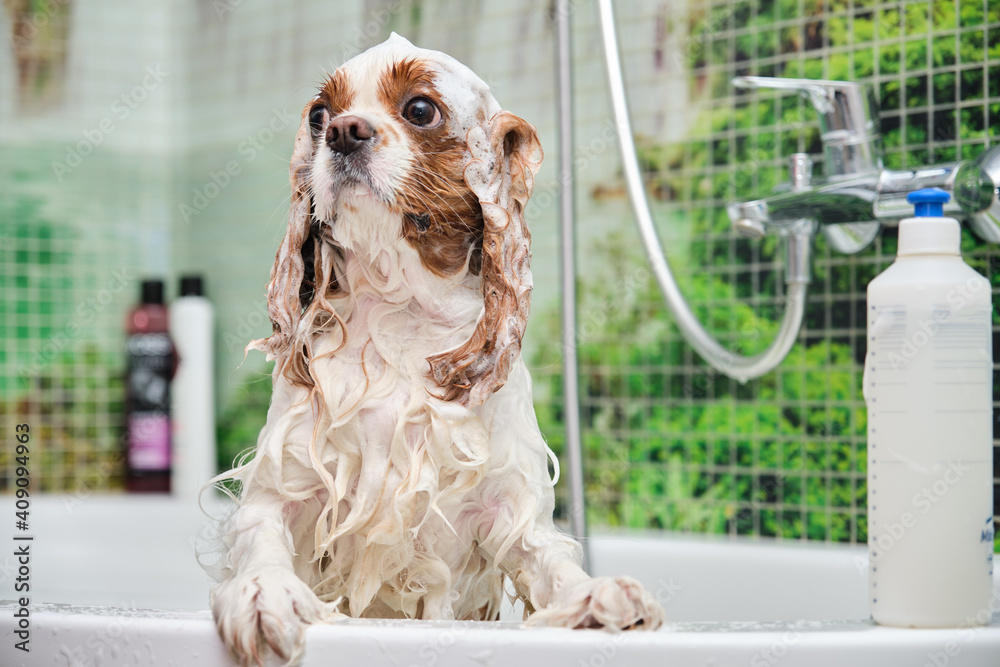 Cavalier king charles spaniel hind clearance