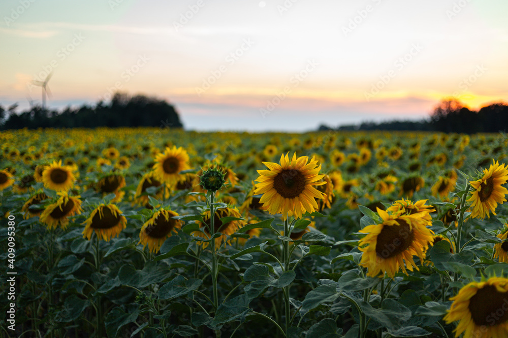 Fototapeta premium sunflower field at sunset