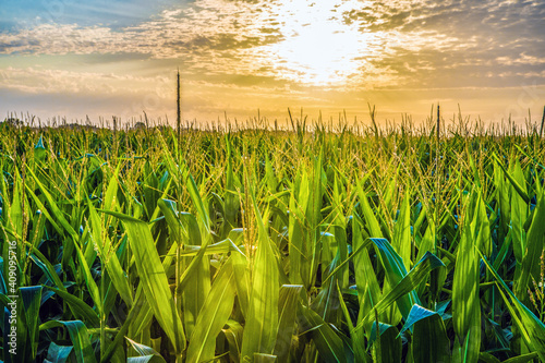 Corn growing in rural Kansas