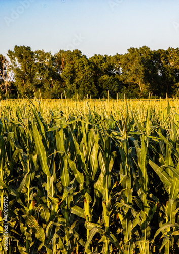 Corn Growing in Kansas on a farm