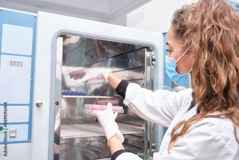 Young female scientist wearing face mask taking out culture plates from laboratory oven. Laboratory research concept. Young female scientist wearing face mask taking out culture plates from laboratory oven. Laboratory research concept.