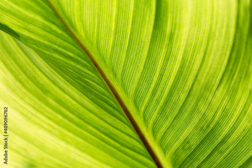 green leaf background green leaf background