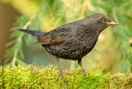 Blackbird, (Scientific name: Turdus merula) Close up of an alert female blackbird with dark brown plumage in winter,  facing right and perching on green moss.  Blurred leafy background. Horizontal.  © Moorland Roamer