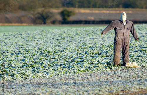 Scarecrow in winter crops with frost covering the growing crops on the ground. The scarecrow has a rugby ball for a head and is wearing a simple grey overall. Horizontal. Space for copy.