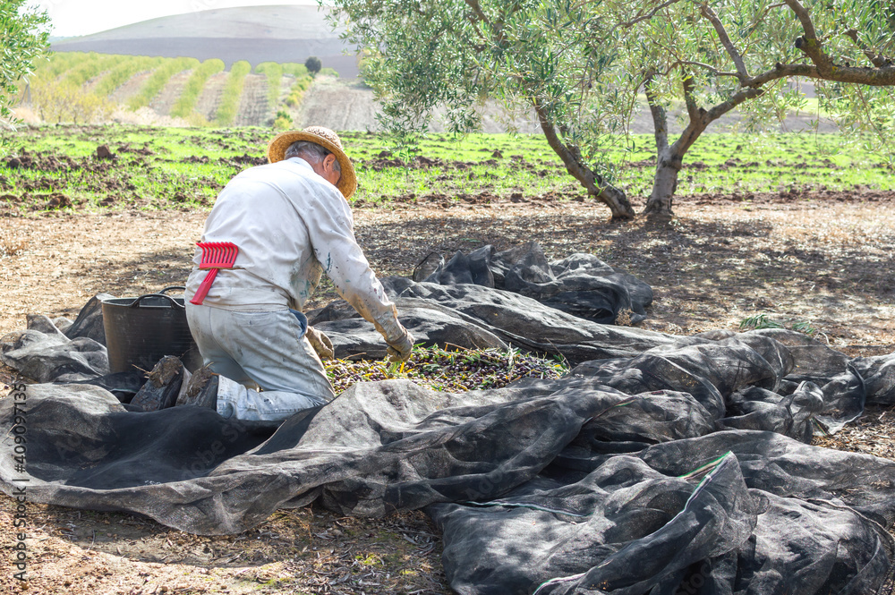 Crouched farmer with hat picking olives using a big bucket in the field during sunny day. Crouched farmer with hat picking olives using a big bucket in the field during sunny day.