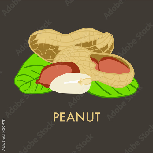 Ripe peanut, nut, peanuts fruits green tree branch with leaves isolated,  vector illustration on dark background